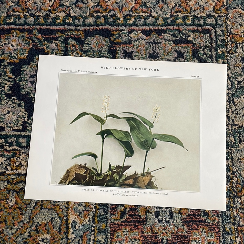 🌹FREe w/purchase Antique Botanical Plant Print Original over 100 years